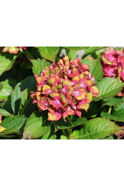 Гортензія Шлосс Вакербарт